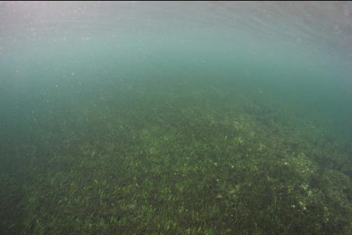snorkeling over eel grass