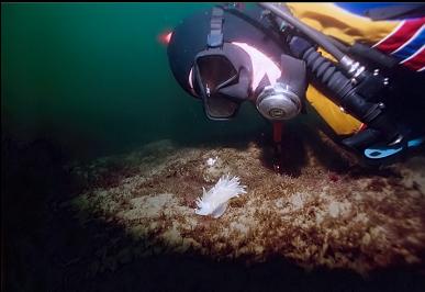 ALABASTER NUDIBRANCH