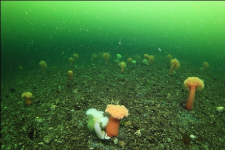 plumose anemones on gravel mound