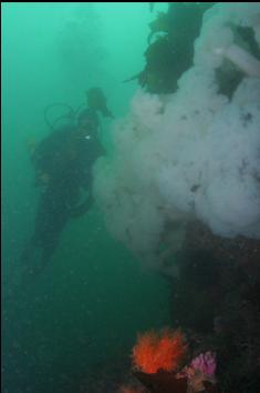 PLUMOSE ANEMONES AND ORANGE CUCUMBER