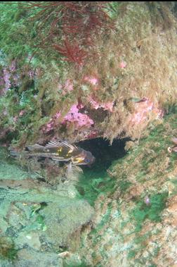 COPPER ROCKFISH