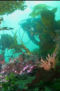 CRIMSON ANEMONE