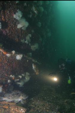 ROCKFISH AT BASE OF WRECK