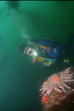 SUNFLOWER STAR UNDER BULL KELP