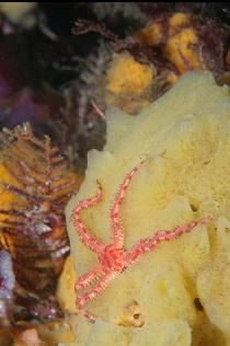 BRITTLE STAR ON SPONGE