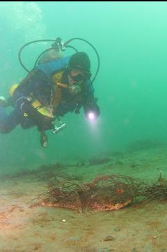 GREAT SCULPIN ON SAND