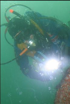 CLOSE-UP OF PREVIOUS PHOTO SHOWING COMB JELLIES