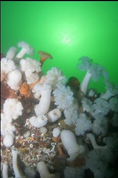 PLUMOSE ANEMONES ON BOW