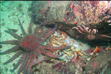 SUNFLOWER STARS OUTSIDE OCTOPUS DEN