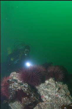 URCHINS ON DEEPER REEF