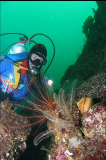 FEATHER STARS AND SWIMMING SCALLOP