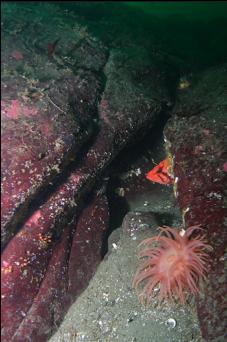 TIGER ROCKFISH AND CRIMSON ANEMONE