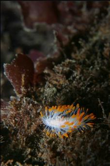 NUDIBRANCH