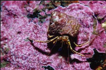 HERMIT CRAB ON CORALLINE ALGAE