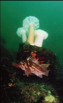 COPPER ROCKFISH AND PLUMOSE ANEMONES