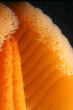 sea pen