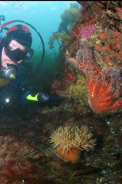 anemone and sea star