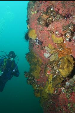 sponges, strawberry anemones, etc.