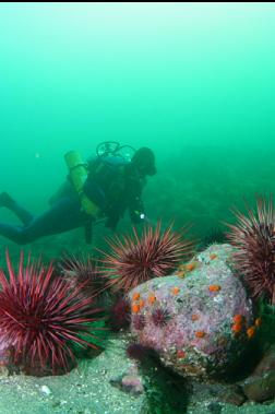 urchins and cup corals on rocks on sand