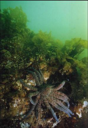 SUNFLOWER STAR IN SHALLOWS