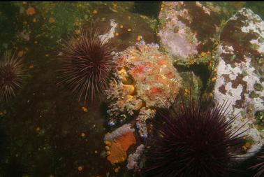 Puget Sound king crab