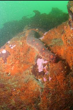 california cucumber and colonial tunicates