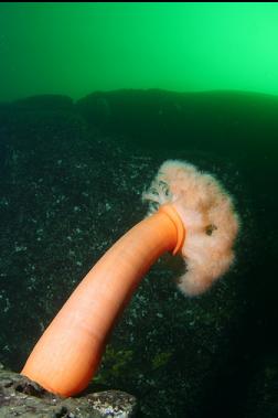 plumose anemone on ledge