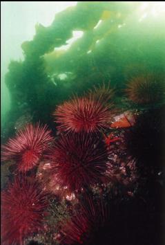 URCHINS IN SHALLOWS