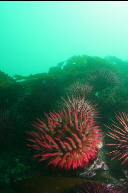 fish-eating anemone