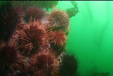 urchins