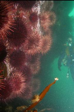 wall of urchins