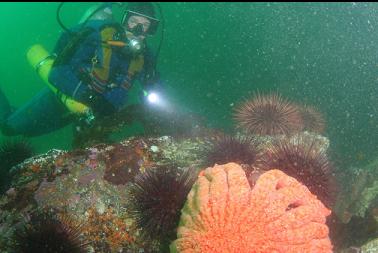sunflower star and urchins on first dive