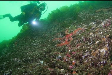 seastar near top of wall