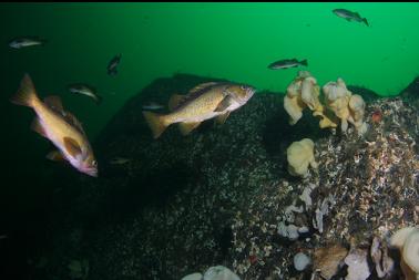 yellowtail rockfish and small sponges