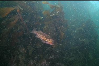 copper rockfish and mysids