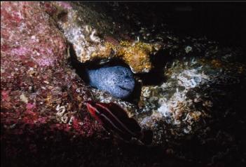 WOLF EEL AND JUVENILE YELLOWEYE ROCKFISH