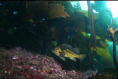 copper rockfish in kelp