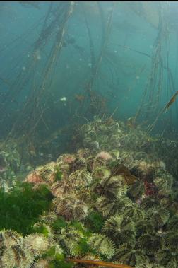 urchins under kelp