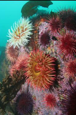 fish-eating anemones