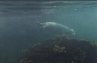 HARBOUR SEAL