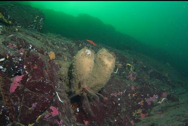 feather star on boot sponges