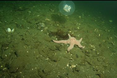 seastar and moon jelly on slope