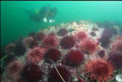 urchins