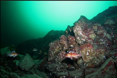 copper rockfish at 110 feet deep