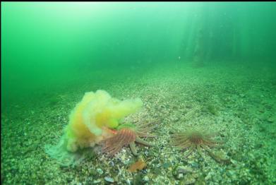 sunflower star eating lion's mane jellyfish below dock