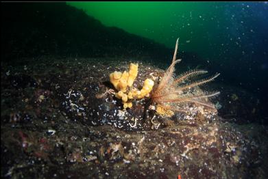 small cloud sponge and feather star