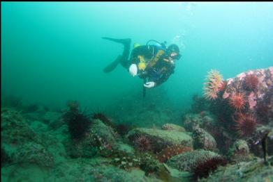 fish-eating anemone at base of slope