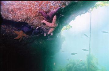 SEA STARS IN SHALLOWS