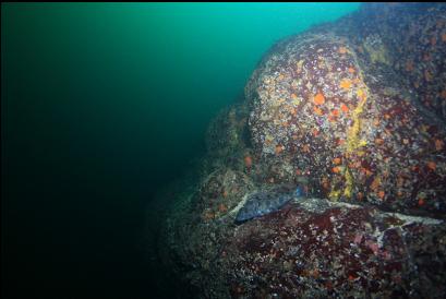 lingcod near top of wall