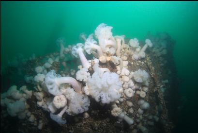 plumose anemones on hull